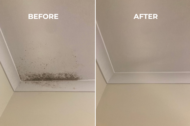 Bathroom Ceiling Mould Removal: How to Remove It and Stop It Coming Back