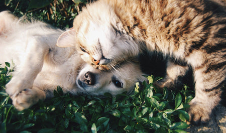 The Pet Parent’s Guide to a Cleaner Home (Without Losing Your Mind)